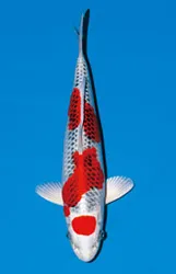 孔雀