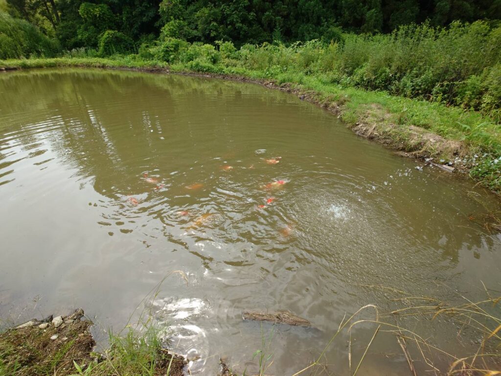 初夏の野池で元気に泳ぐ錦鯉