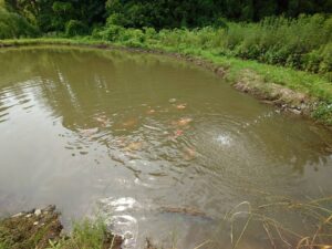 初夏の野池で元気に泳ぐ錦鯉